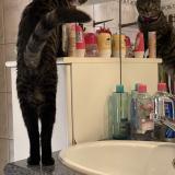 Photo de chat perdu à Saxon