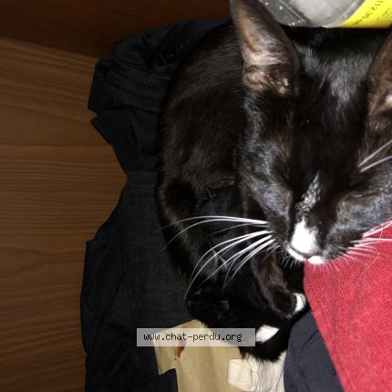 Photo 1/1 Chat retrouvé Perdu à Saint Fons