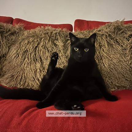 Photo 1/1 Chat retrouvé Perdu à Strasbourg
