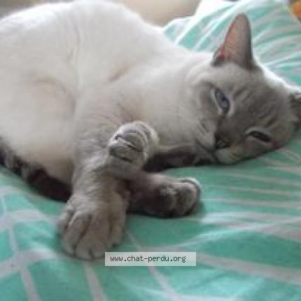 Photo 1/1 Chat retrouvé Perdu à Quimper