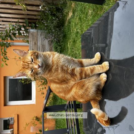 Photo 1/1 Chat retrouvé Perdu à Amiens