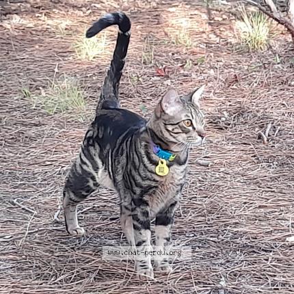 Photo 1/1 TIGER Chat perdu à Saint selve