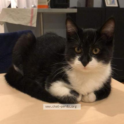 Photo de chat perdu à Cigogne