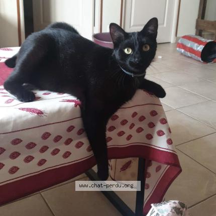 Photo 1/1 Chat retrouvé Perdu à Le Pouliguen