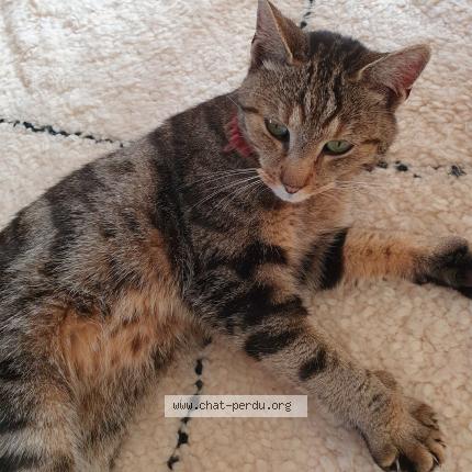 Photo 1/1 Chat retrouvé Trouvé à Parigne l eveque