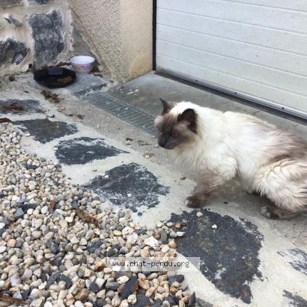 Photo 1/1 Chat retrouvé Trouvé à Hermanville Sur Mer