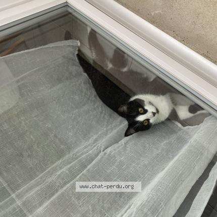 Photo de chat perdu à Doue La Fontaine