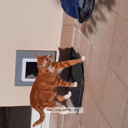 Photo 1/1 Chat retrouvé Perdu à Caulnes