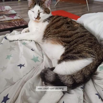 Photo 1/1 Chat retrouvé Perdu à Desvres