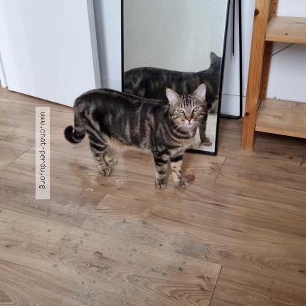 Photo 1/1 Chat retrouvé Perdu à Paris