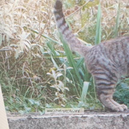 Photo 1/1 Chat retrouvé Perdu à Fals