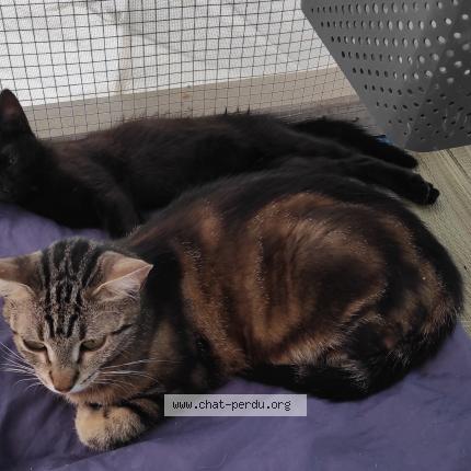 Photo 1/1 Chat retrouvé Perdu à Castelnau Sur Gupie