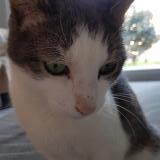 Photo de chat perdu à St Paul En Jarez