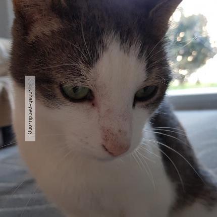 Photo 1/2 Olkky Chat perdu à St paul en jarez