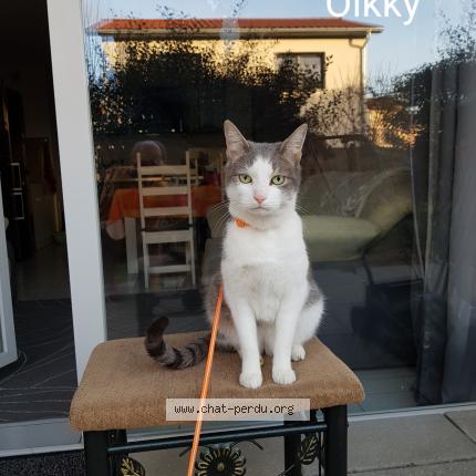 Photo 2/2 Olkky Chat perdu à St paul en jarez