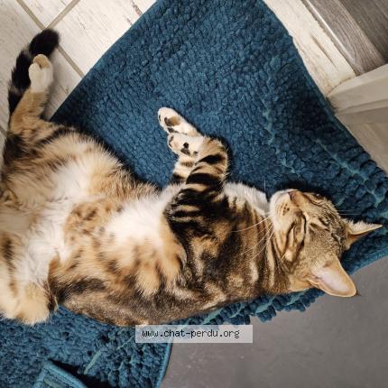 Photo 1/1 Shoyo Chat perdu à Cholet