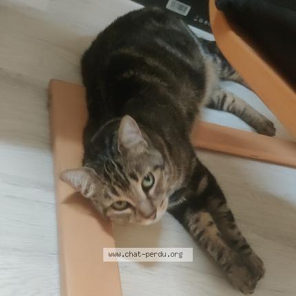 Photo 1/1 Chat retrouvé Perdu à Lyon