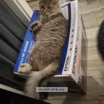 Photo de chat perdu à Auberives Sur Vareze