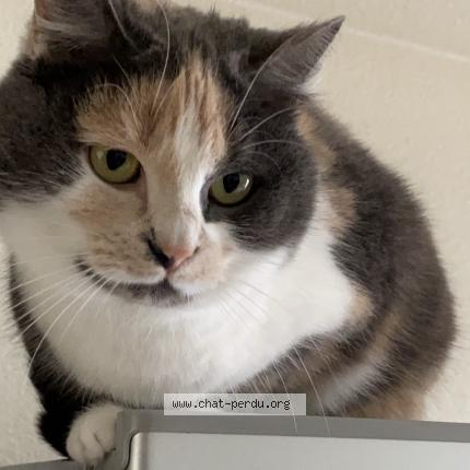 Photo 1/1 Maggie Chat perdu à La chapelle sur erdre