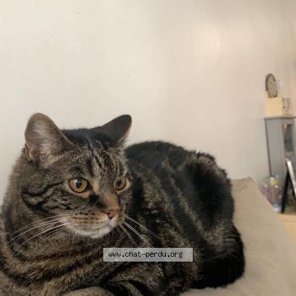 Photo 1/1 Chat retrouvé Perdu à Mons En Baroeul