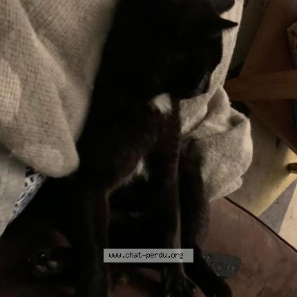 Photo de chat perdu à Claret