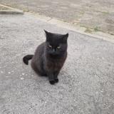 Photo de chat perdu à Gargenville