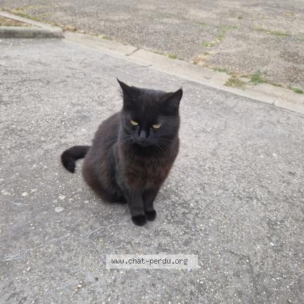 Photo 1/1 Chat retrouvé Perdu à Gargenville