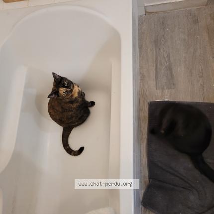 Photo de chat perdu à Beauvais