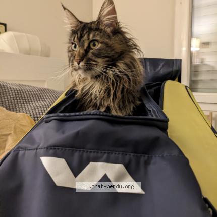 Photo de chat perdu à Seyssins