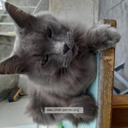 Photo 1/1 Chat retrouvé Trouvé à Chartres