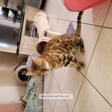 Photo de chat perdu à Sornay