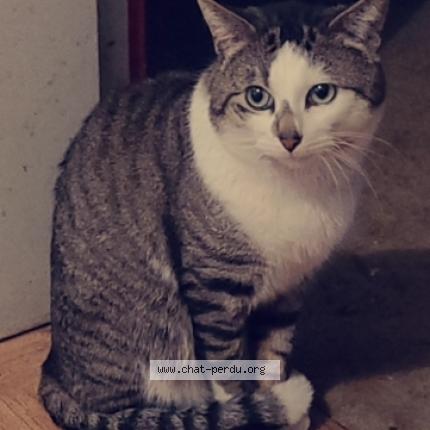 Photo 1/1 Chat retrouvé Perdu à Vesoul