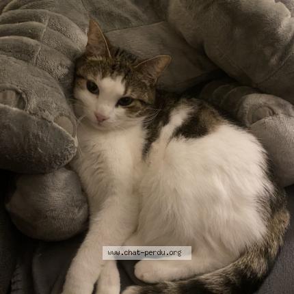 Photo 1/1 Mila Chat perdu à Sallaumines