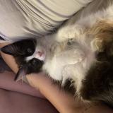 Photo de chat perdu à Collonges