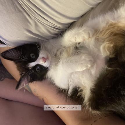 Photo 1/1 Chat retrouvé Perdu à Collonges