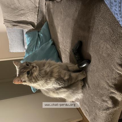 Photo 1/1 Chat retrouvé Trouvé à Lyon