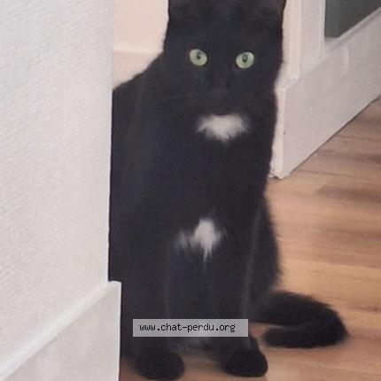Photo 1/1 Chat retrouvé Trouvé à Nantes
