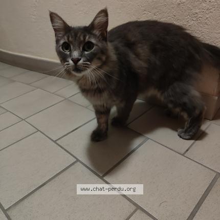 Photo de chat trouvé à Palavas Les Flots