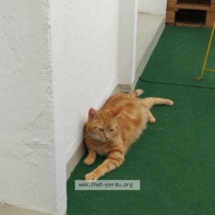 Photo 1/1 Chat retrouvé Perdu à Angers