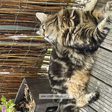 Photo de chat perdu à Castelnau Le Lez