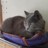 Photo de chat perdu à Le Chesnay Rocquencourt