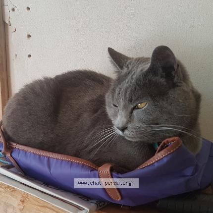 Photo 1/1 Chat retrouvé Perdu à Le chesnay rocquencourt