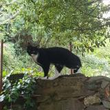Photo de chat perdu à Rignieux Le Franc