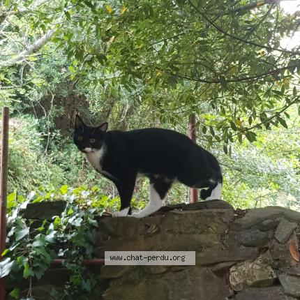 Photo 1/1 Chat retrouvé Perdu à Rignieux le franc