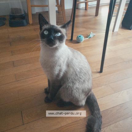 Photo de chat perdu à Grenoble