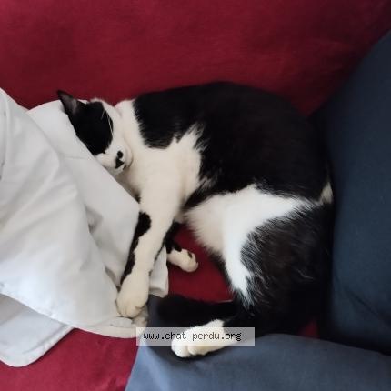 Photo 1/1 Chat retrouvé Perdu à Lucenay