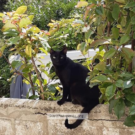 Photo 1/1 Chat retrouvé Perdu à Brest
