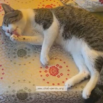 Photo 1/1 Chat retrouvé Perdu à Villejuif
