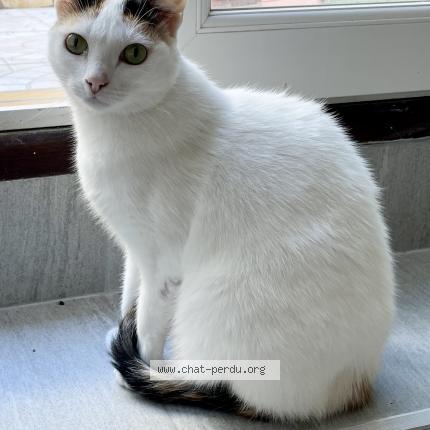 Photo de chat perdu à Montagnac