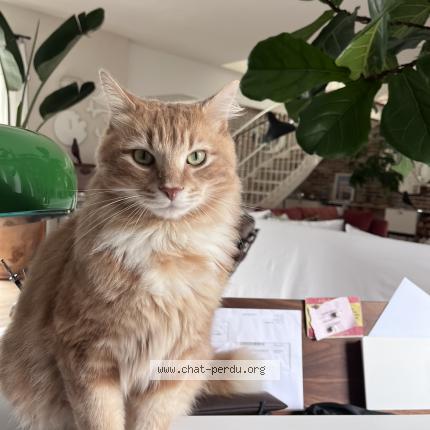 Photo 1/1 Chat retrouvé Perdu à Rennes